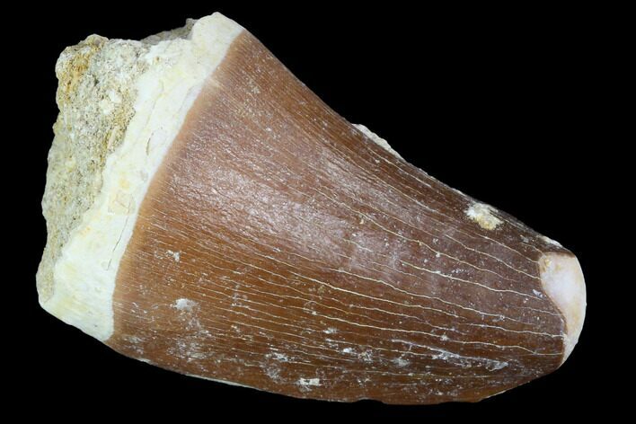 Mosasaur (Prognathodon) Tooth - Morocco #101029